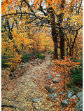 Hoffman On the Path to Fall Autumn | #Y5789-66